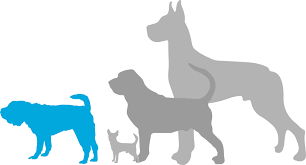 Favorite this post jun 27 Rottweiler Puppies For Sale Adoptapet Com