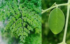 Image result for Moringa oleifera