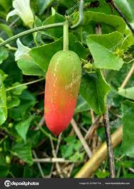 Image result for Coccinia