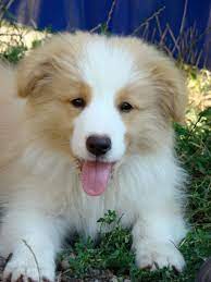 Australian Red Border Collie Photos Videos Photo Video Gallery Red Border Collie Dogs Beautiful Dogs