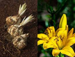 花都买好了，你告诉我这个不是能吃的百合？_食用