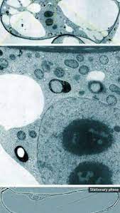We did not find results for: How Plant Cell Compartments Change With Cell Growth