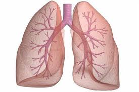 Oksuruk Ve Astimi Olanlara Derman Cam Kozalagi Copd Lung Disease Chronic Obstructive Pulmonary Disease