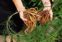 Image result for Asparagus racemosus