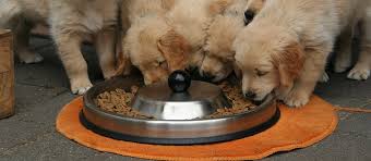Vegan puppy diet recipes / 3 / the nutrition information shown is an estimate. Feeding Dogs Like They Re Human Raw Grain Free And Vegan Office For Science And Society Mcgill University