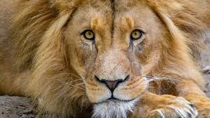 Lion wallpapers, backgrounds, images— best lion desktop wallpaper sort wallpapers by: Lions 5 Roaring Facts About The King Of The Beasts Howstuffworks