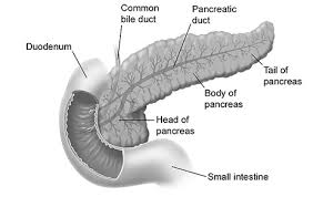Image result for pancreas location