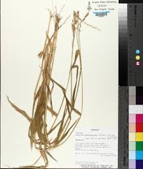 Image result for Urochloa semiundulata