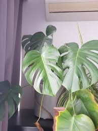 Chora Monstera Deliciosa Zolte Liscie Brazowe Plamy I Szary Nalot Leaflo