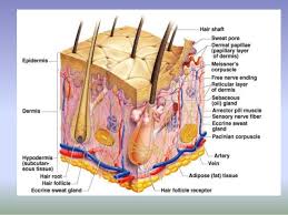 Wound Care Esthetics Skin Anatomy Human Anatomy