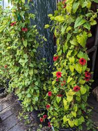 Image result for Thunbergia alata