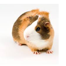 However, you should not take your pig to the nearest veterinary clinic as soon as you get your pig because it will not be adequately. Guinea Pigs For Sale Buy Live Guinea Pigs For Sale Petco