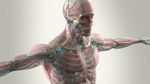 The basics on muscles, bones, and joints · your muscular system · common muscle problems · muscle diseases · your skeletal system · common bone problems · bone . Nerves Muscles And Bones Update 3 5 By Neil Dimmock Medium
