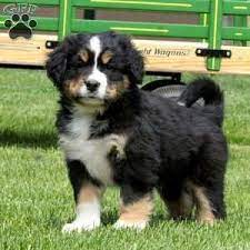 Bernese mountain german shepherd mix appearance. Bernese Mountain Dog Mix Puppies For Sale Greenfield Puppies Dog Mixes Bernese Mountain Dog Mountain Dogs