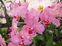 Air Orchid Farm Nakhon Pathom Orchids Types Of Orchids Nakhon Pathom