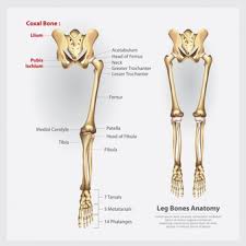 We did not find results for: Free Hip Pain Vectors 50 Images In Ai Eps Format