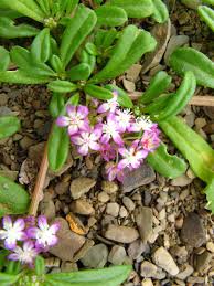 Image result for Gisekia africana