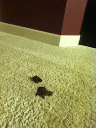 How To Clean Dog Diarrhea Out Of Your Mother S White Carpet White Carpet Diy Home Cleaning Cleaning