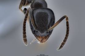 Image result for Thesium pygmaeum