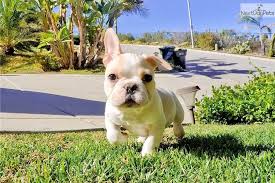 French bulldog · san diego, ca. Pin By Maddy S On Puppies French Bulldog For Sale Bulldog Puppies Bulldog
