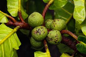 Image result for Ficus craterostoma