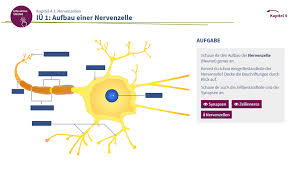 It is the main component of nervous tissue in all animals except sponges and placozoa. Der Mensch Gesundheit Und Krankheit Therapien Der Medizintechnologie