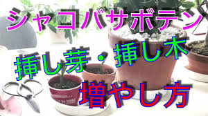 シャコバサボテン 増やし方 挿し芽 挿し木 Youtube