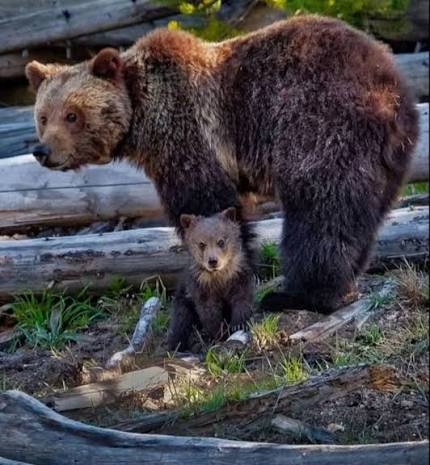 U.S. NEWS: Female brown bear seen killing and eating spring cub at national park ⬇️