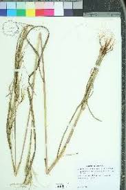 Image result for Heteropogon melanocarpus