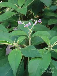 Image result for Solanum mauritianum