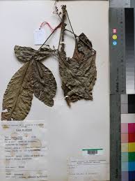 Image result for Vepris renieri