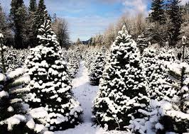 We did not find results for: 29 Places To Pick Up And Cut Your Own Christmas Trees Around Seattle This Winter 2019 Everout Seattle