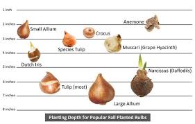 32 Most Popular Flower Bulb Planting Chart