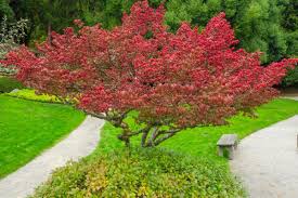 You can get rid of household or garden waste by composting or recycling it. Everything You Need To Know About Burning Bush This Old House