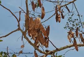 Image result for Albizia procera
