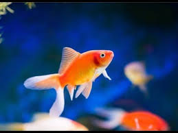 Beautiful Kind Of Fish Fish Fish Pet Beautiful