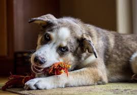 The frenchton has an amicable and affectionate disposition, immensely craving. Australian Shepherd Husky Mix The Complete Aussie Husky Dog Guide All Things Dogs All Things Dogs