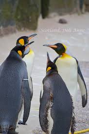 Cute Penguins Panosundaki Pin