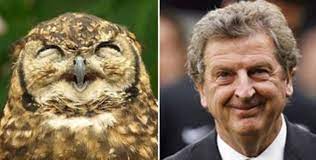 Roy hodgson adalah seorang mantan pemain sepak bola berkewarganegaraan inggris yang saat ini menjadi manajer tim nasional inggris. Roy Hodgson Owl Pictures Show England Manager S Likeness To A Bird Daily Mail Online