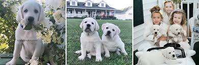 Of course you are looking at dog businesses and companies too. Loyal Labradors White Lab Puppies For Sale Hobby Breeder Mora Mn United States