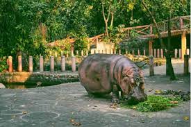 World S Oldest Hippo Dies At Philippine Zoo Arab News