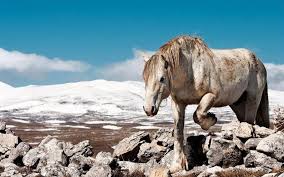 Pin Van Psychologie Art Et Histoire Op Camargue In 2020 Wilde Paarden Paarden Dieren