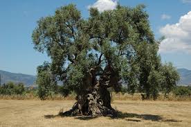 Bildergebnis für olivenbaum