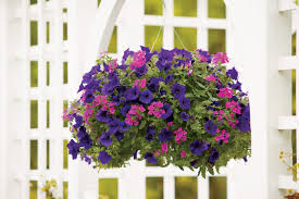 The fertilizer regimen we use for peppers will work for a wide variety of flowering garden plants. Strategies To Increase Bloom Color Hgtv