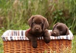 Female chocolate lab names can be as wild or as tame as your new puppy's temperament: Chocolate Lab Puppy Names Lovetoknow