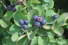 Prairie berries was founded in 1993 with a simple but ambitious goal: Enjoy The Fruit From The Serviceberry Tree Amelanchier Alnifolia Serviceberry Tree Food Forest Garden