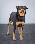 Puppies for Sale - Visit My Next Puppy in Chantilly ...