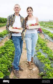 Husband and wife demonstrate the harvest of ripe strawberries in field  Stock Photo - Alamy