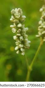 Image result for Persicaria barbata