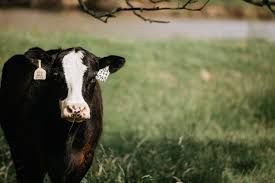 Cooperative Herds — Keesee Ranch